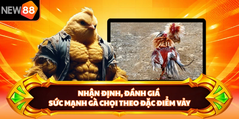 Nhận định, đánh giá sức mạnh gà chọi theo đặc điểm vảy